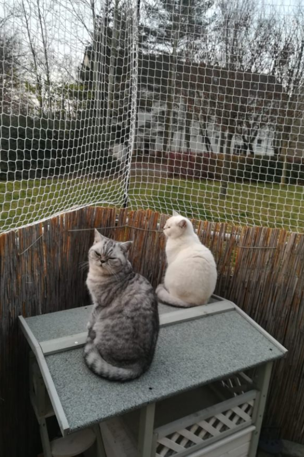 CATS-.png